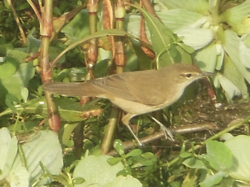 Clamorous Reed Warbler