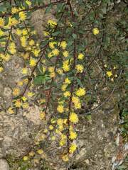 Phyllodineae