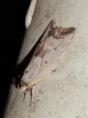 Ageletha elaeodes