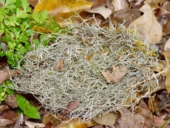 Ramalina peruviana