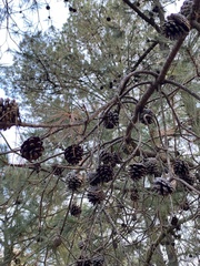 Pinus leiophylla