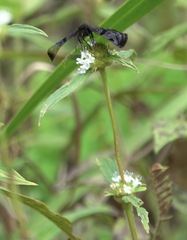 Helias phalaenoides