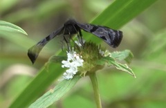 Helias phalaenoides