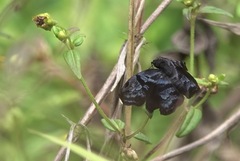 Helias phalaenoides