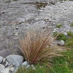 Carex buchananii