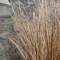 Carex buchananii