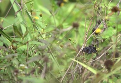 Helias phalaenoides
