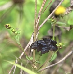 Helias phalaenoides