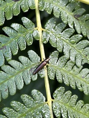 Languriinae