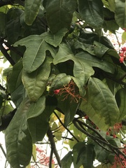 Brachychiton