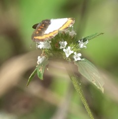 Nymphidium carmentis