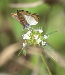 Nymphidium carmentis