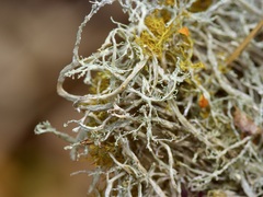 Ramalina peruviana