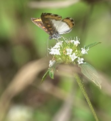 Nymphidium carmentis