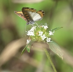 Nymphidium carmentis