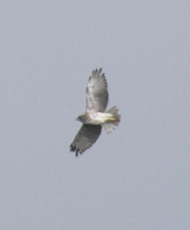 Buteo solitarius