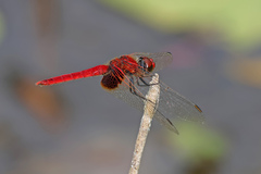 Aethriamanta circumsignata