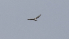 Buteo solitarius