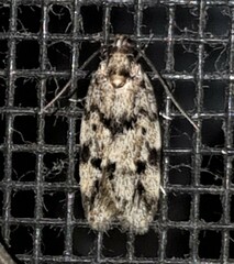 Barea eucapnodes
