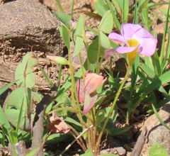 Oxalis obliquifolia