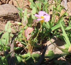 Oxalis obliquifolia