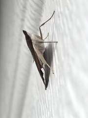 Uresiphita ornithopteralis