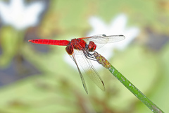 Aethriamanta circumsignata