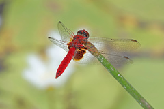 Aethriamanta circumsignata