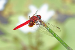 Aethriamanta circumsignata