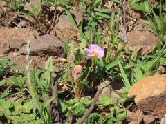 Oxalis obliquifolia