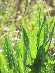 Zantedeschia albomaculata