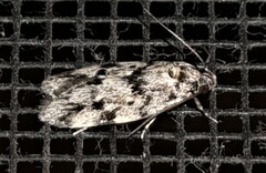 Barea eucapnodes