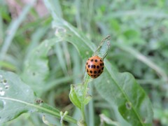 Henosepilachna vigintioctopunctata