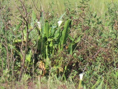 Zantedeschia albomaculata