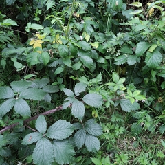 Rubus