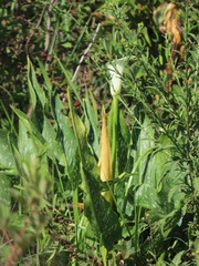 Zantedeschia albomaculata