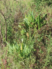 Zantedeschia albomaculata
