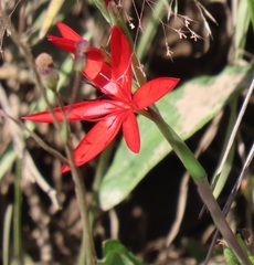 Hesperantha coccinea