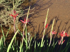 Hesperantha coccinea