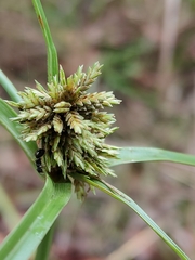 Cyperus fulvus