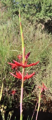 Hesperantha coccinea