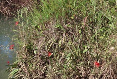 Hesperantha coccinea