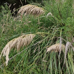 Austroderia richardii