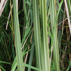 Austroderia richardii