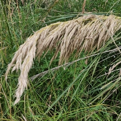 Austroderia richardii