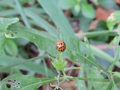 Henosepilachna vigintioctopunctata