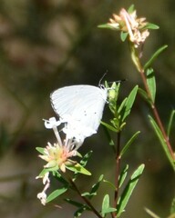 Candalides xanthospilos