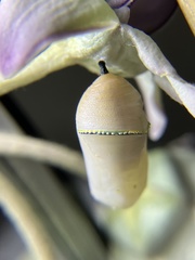 Danaus chrysippus