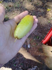 Averrhoa bilimbi