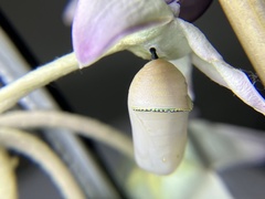Danaus chrysippus